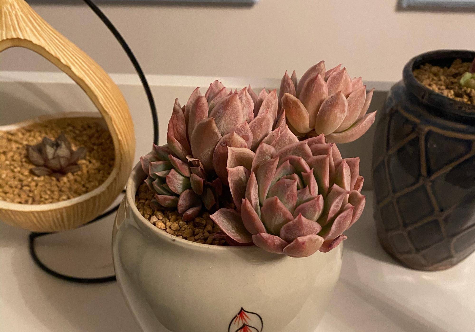 火焰杯多肉,升级版的紫罗兰女王,南阳台隔着玻璃晒太阳,也能红