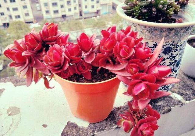 新手必备的多肉火祭当成吊兰养颜色火红就像瀑布一样漂亮