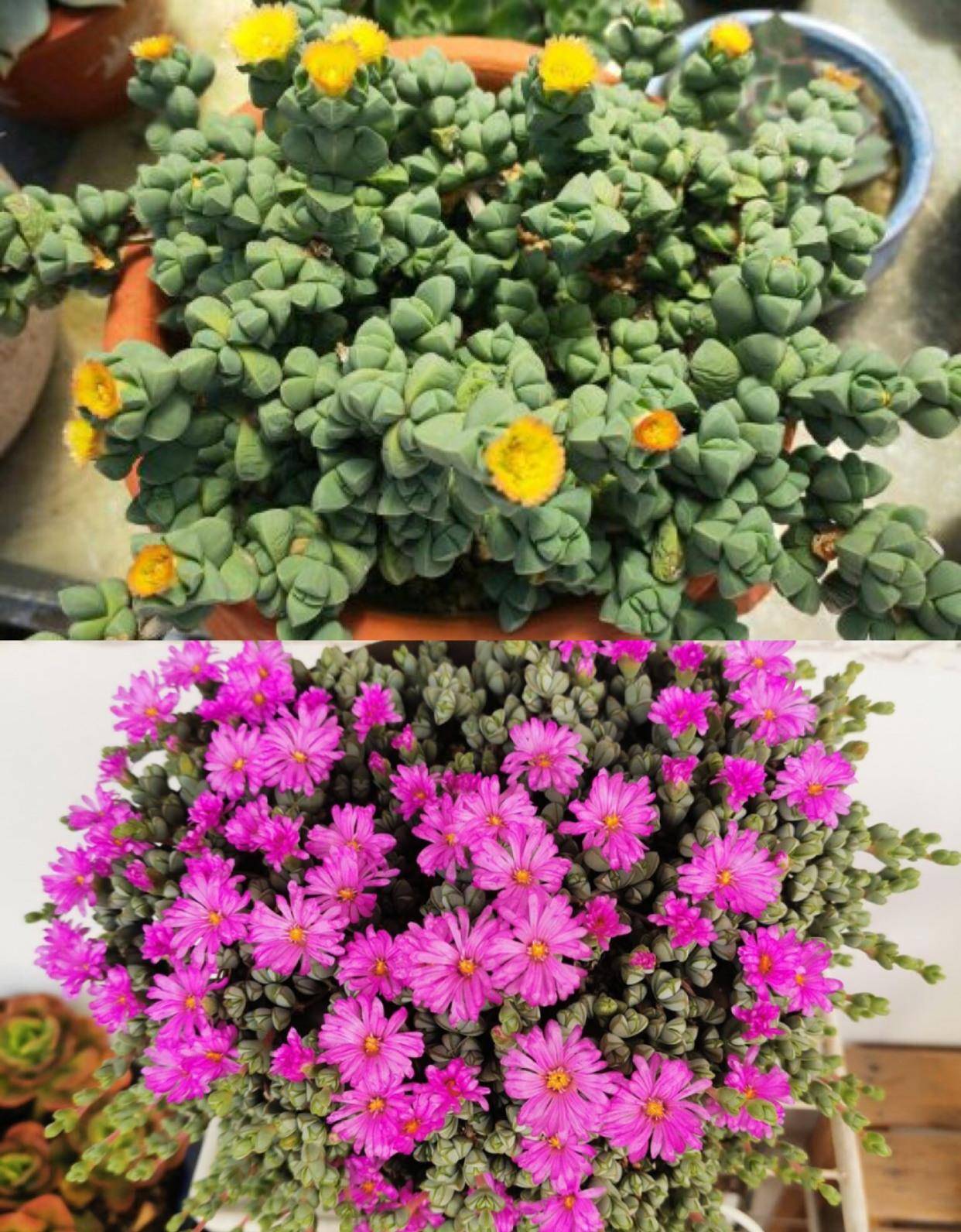 碧玉莲终于在2020年成功逆袭成为花友跪求的多肉品种