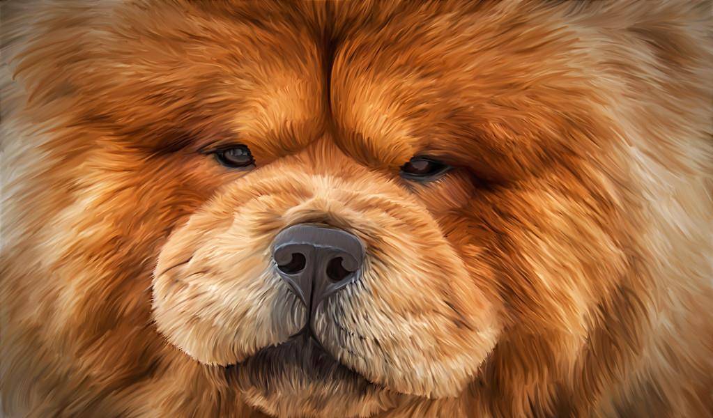 样子|松狮那么可爱，为何会被宠物店拒之门外？