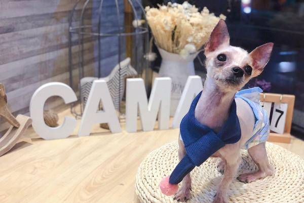 小欧|桃园妈带孩子弃养9年狗 美容师叹:它很亲人