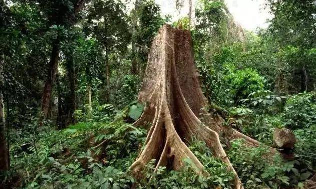 木鉴 你从未见过的 活着 的29种国标红木 黄檀