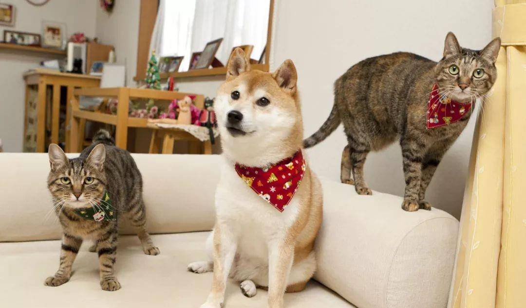 狗狗一直看着你是怎么回事 df6e4d76f8c64e8a8ba59780eb0df11d.jpeg
