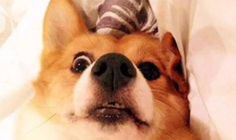 这5种情况下 建议别喊柯基犬名字 它很可能会无视你