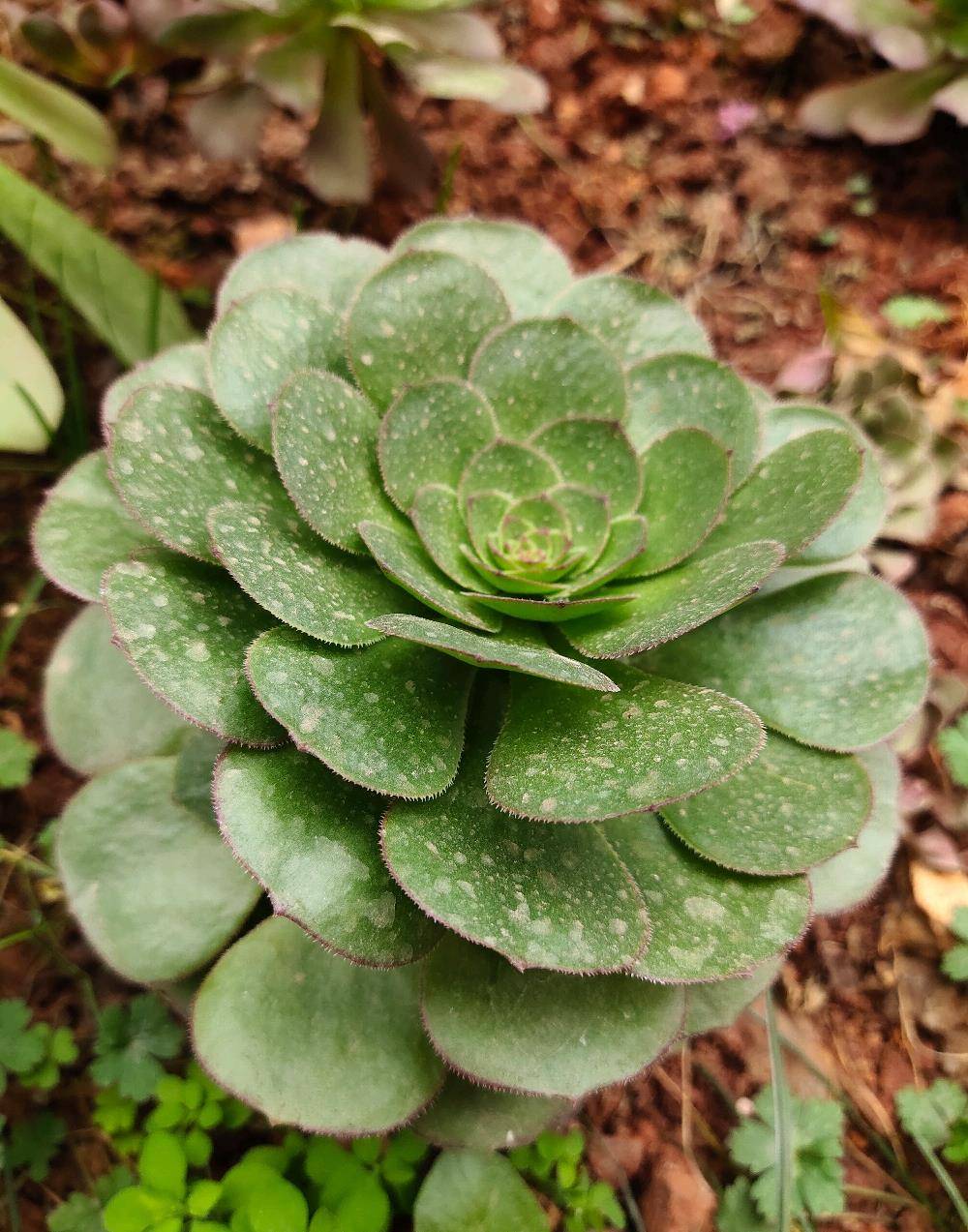 经历两度低温的地栽法师,依旧长势良好!