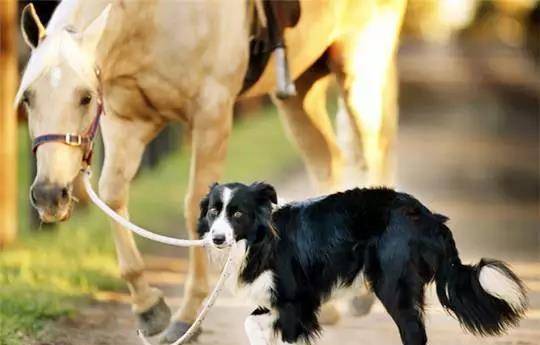 智商排名第一的狗_狗智商排名