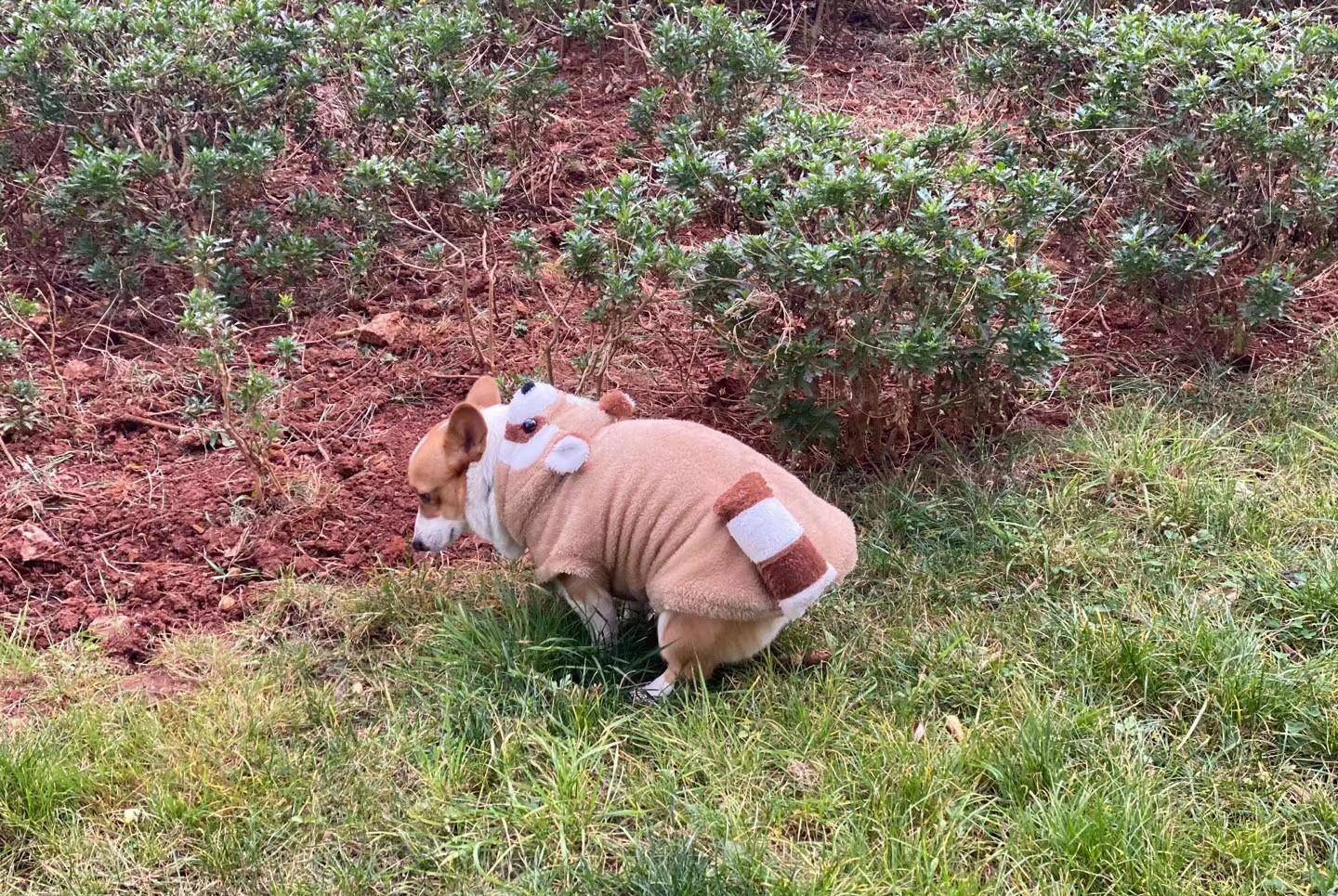 狗为啥不喜欢穿衣服 a00dd8e3045a46b18f14bb222790efdf.jpeg