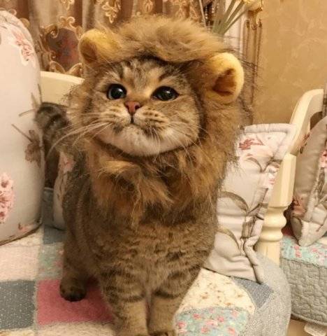 主人给猫咪做发型,却意外的做成了狮子头,网友直呼萌呆了