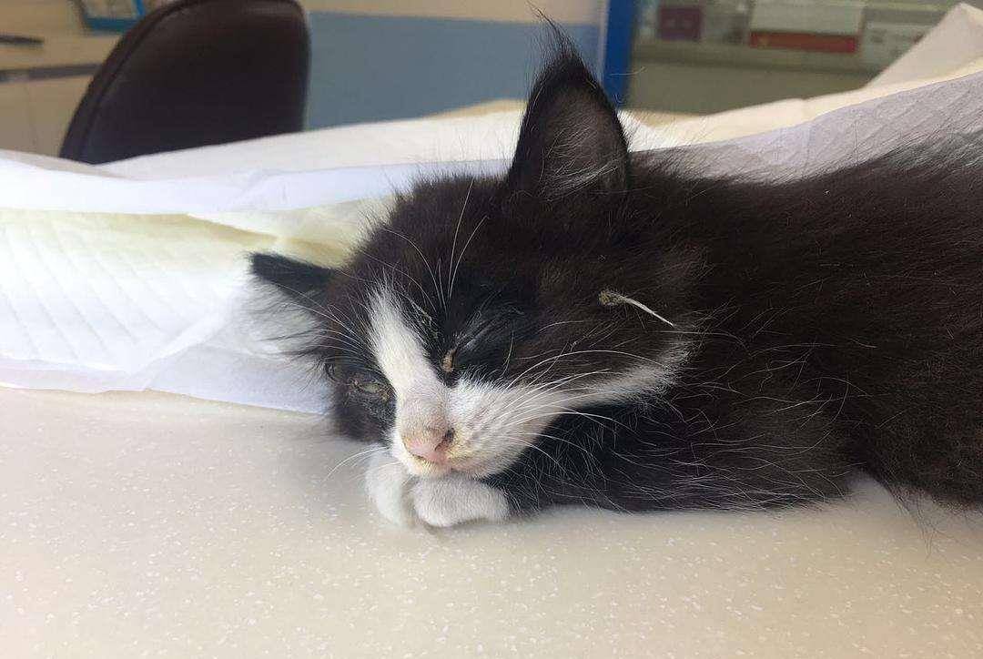 怎么看小猫是不是贫血 ba0544cfac584f62b785d18f37bcc007.jpeg