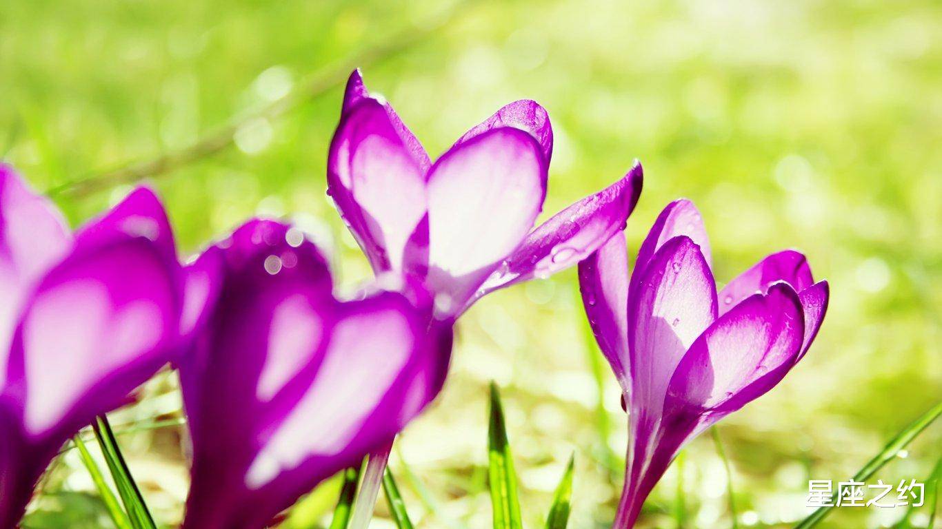 11月21日星座运势 触底反弹 如鱼得水的四大星座 任务