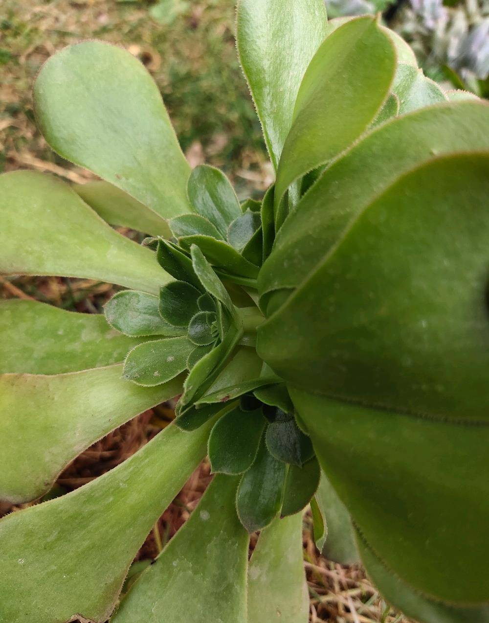 冬天的地栽多肉法师依旧生长良好