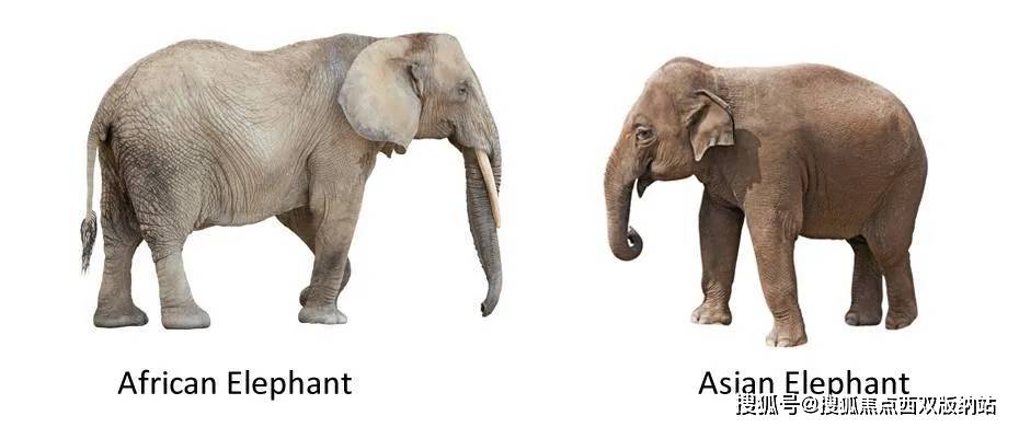 有两种形态的动物 7eb9625c61b34f59a887fb5428977270.jpeg