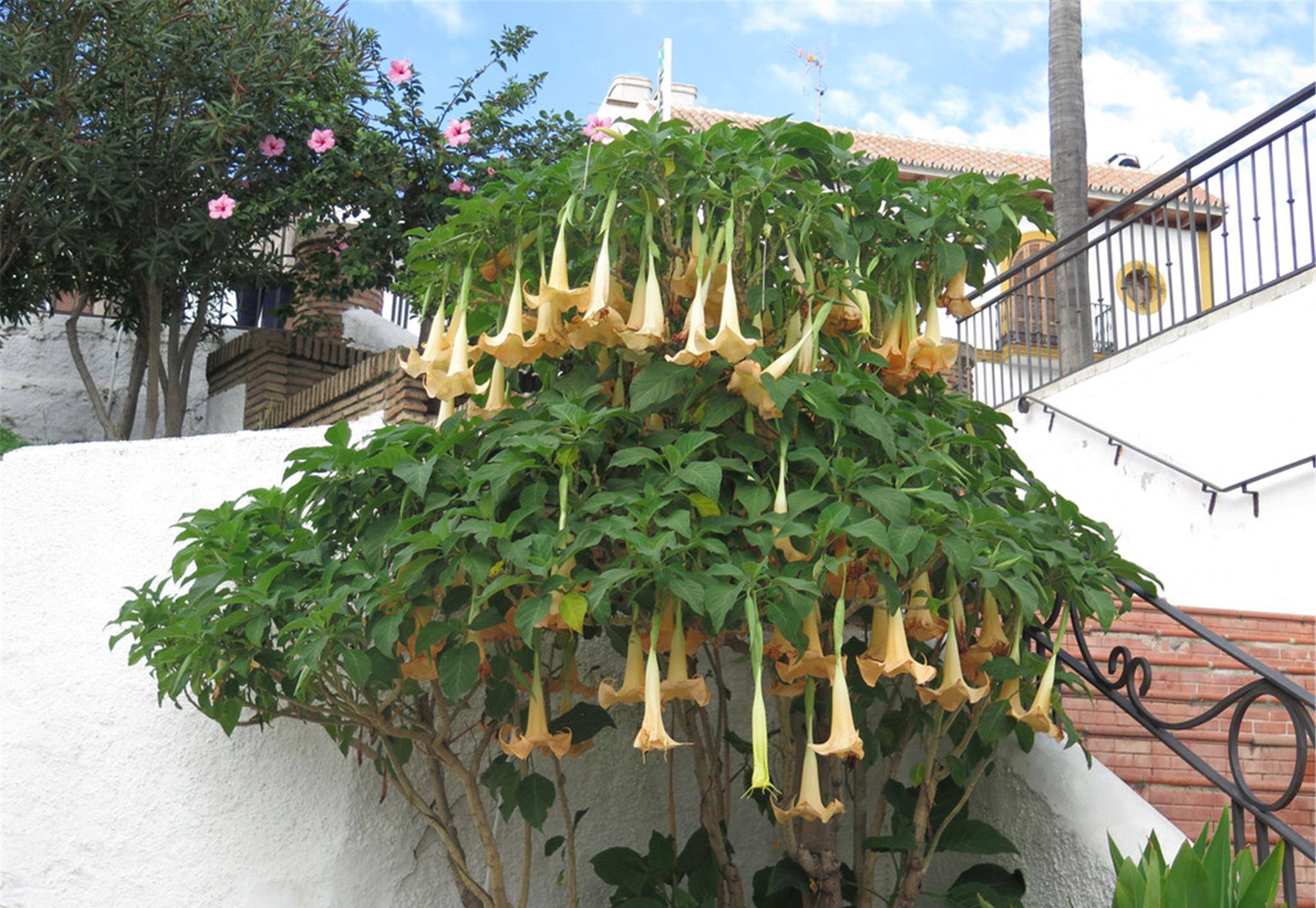 天使的号角:外表很美,内在很毒,有人养在客厅,心真大!