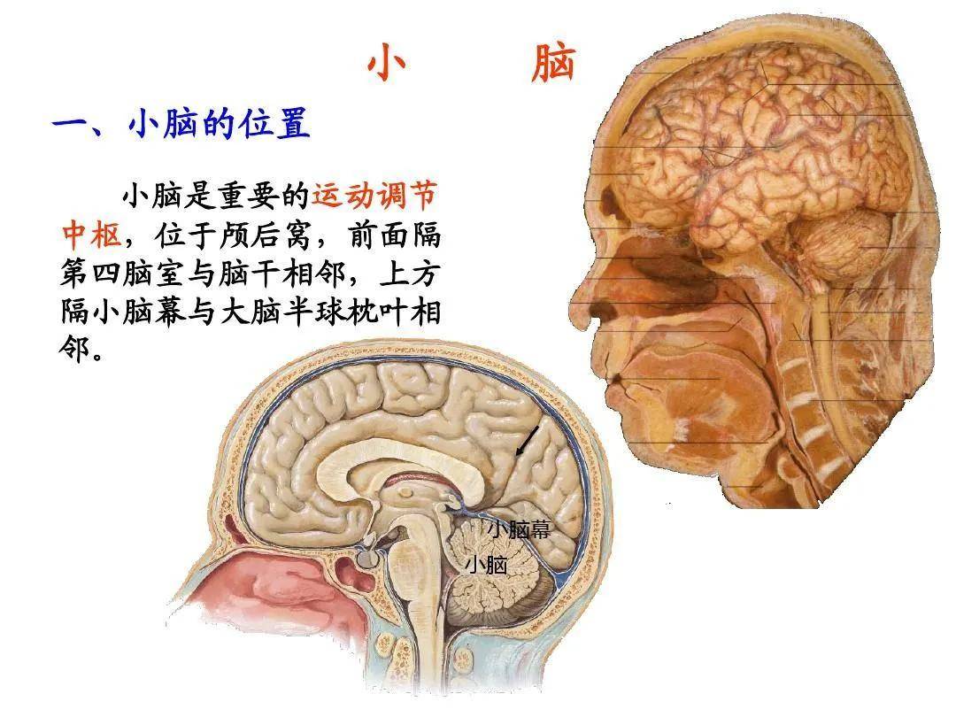 從內部結構看,每側小腦半球有四個核團:頂核,球狀核栓狀核和齒狀核.