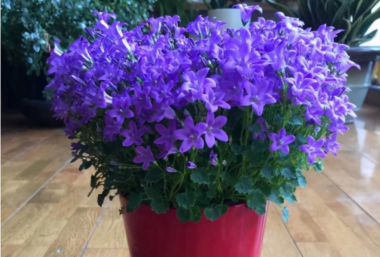 原创它名为风铃草又叫梦露花开花比叶子多美得不像话