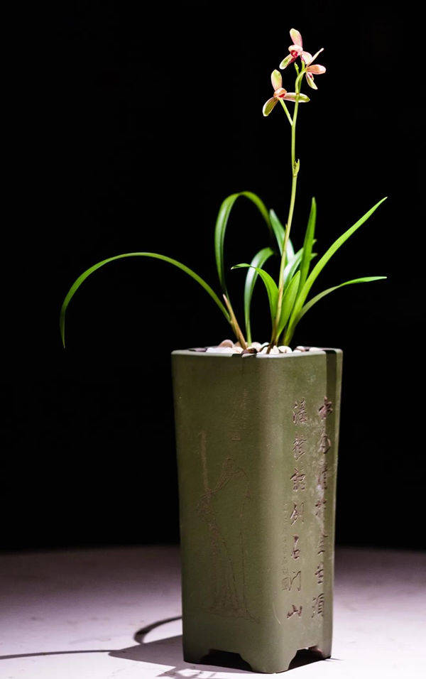 建兰·精彩梅又名千佛红梅,小草大花,花大出架,色好形好,花香味浓建兰