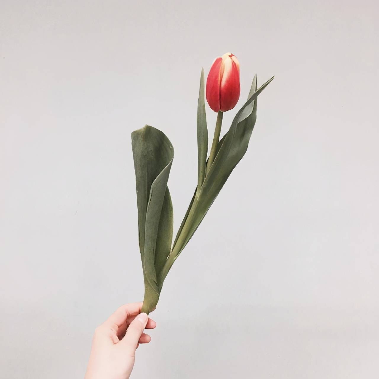 狮子座喜欢富婆吗？揭开神秘面纱