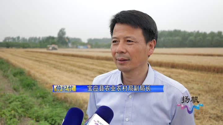 宝应县农业农村局副局长仲纪忙表示,今年大部分亩产在900到1000斤