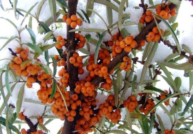 女人要想少生病,皮肤好,常吃此果,帮你省下买昂贵化妆品的钱