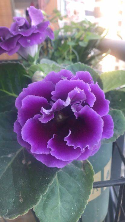 家里养盆 福气花 过年开出紫色花 紫气东来寓意好 花友 家里养盆 福气花 过年开出紫色花 紫气东来寓意好 花友