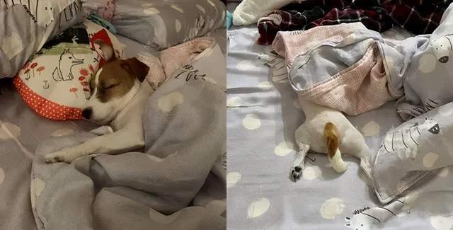 萌汪天冷爆睡13小时 N种睡姿 饲主 会不会太夸张 Latte