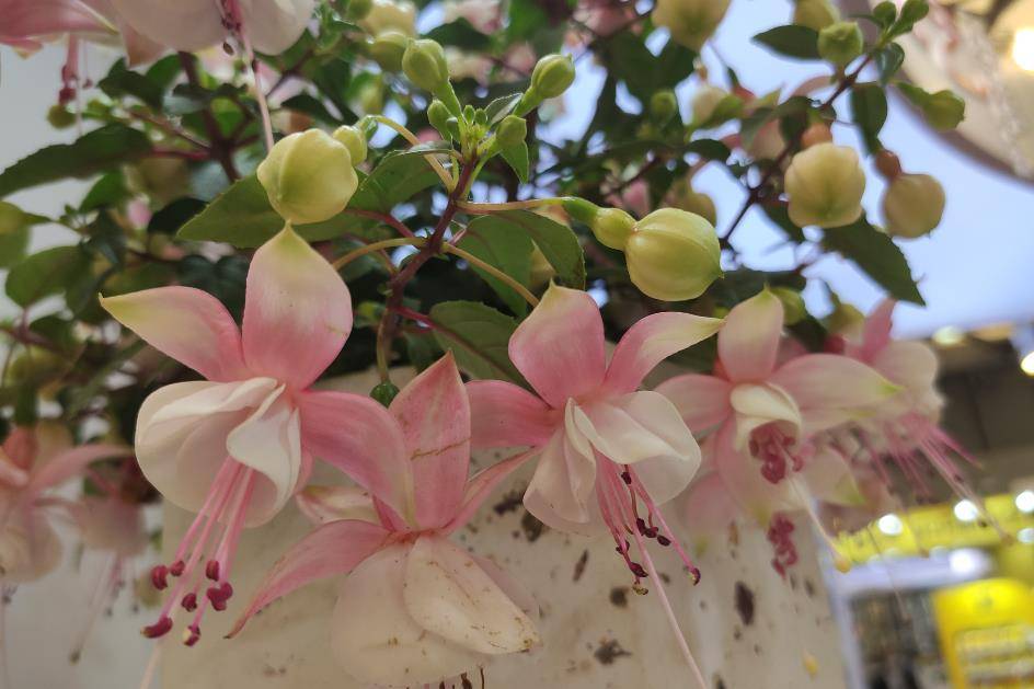 关键是掌握技巧,长成老桩,爆盆开花才叫美_季节