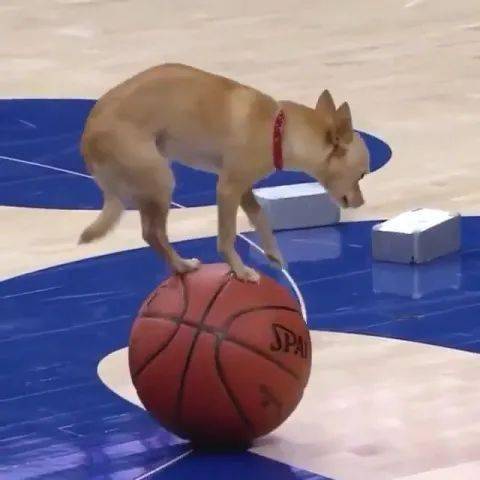 主人带狗狗打篮球,狗狗却在篮球上走来走去,高难度动作主人称赞