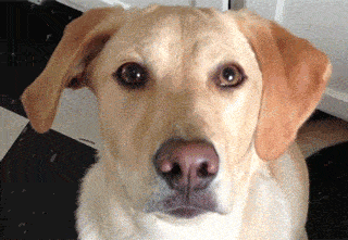 fa875c9de5d44ce09a576cb40daafd45.gif
