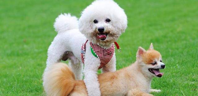 为什么有人喜欢养比熊 d7b15d3d537444299fdb110c35028a96.jpeg