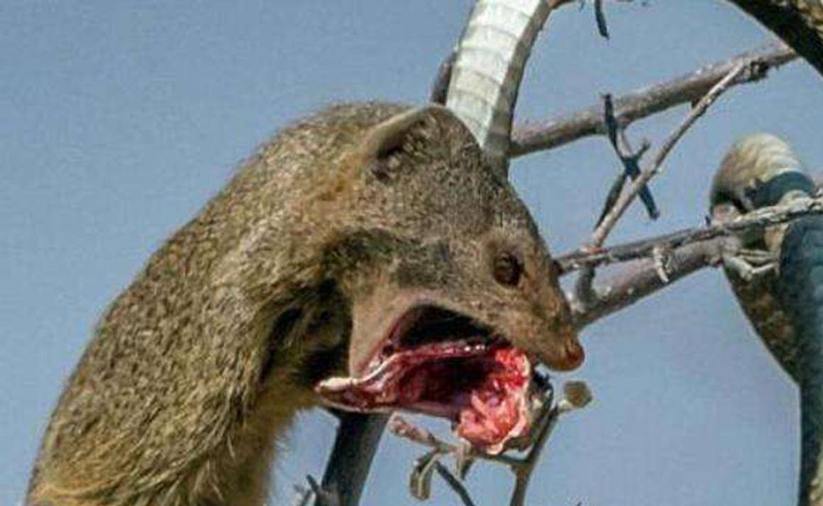 原创眼镜蛇克星毒蛇当香肠遇到毒蛇就算肚子不饿也要咬死泄愤