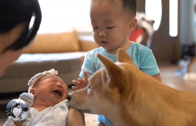柴犬把小主人帶到2歲，女主又生了二胎，狗子都要累倒了啊 萌趣萌寵 第2张