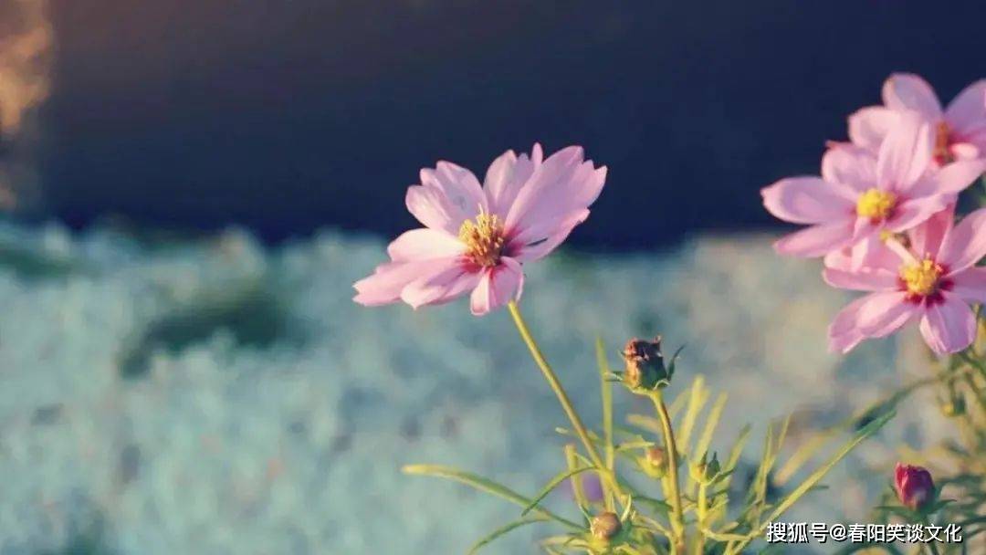 原创宁静淡雅的清晨,是一天中最美好的开始