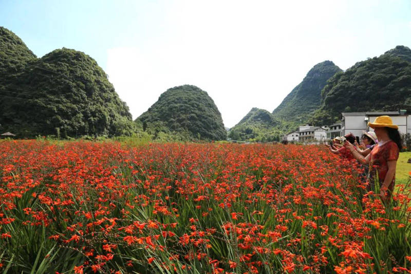 黔南这里花开了 最佳观赏期6月中旬至7月中旬 泉谷