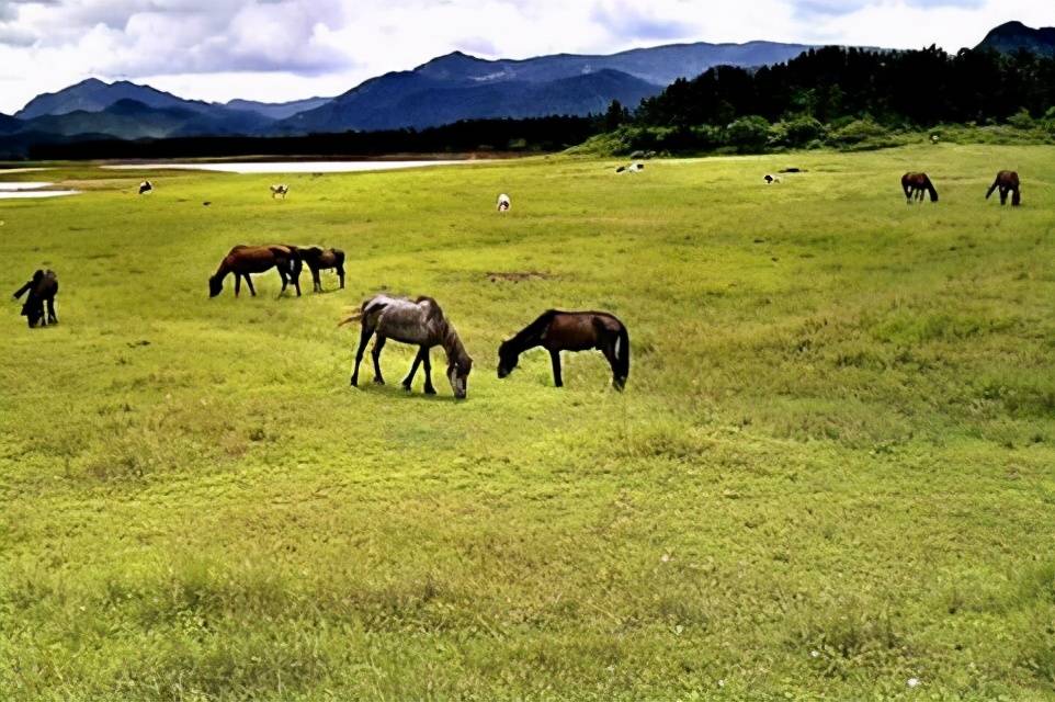 藏在广东的八大草原每一个都是风景美如画你去过吗