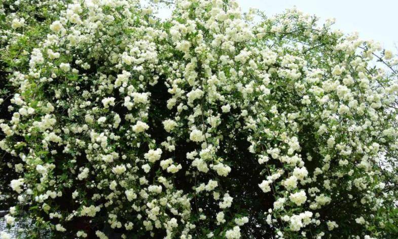 我们一般知道的木香花分为黄木香白木香,还有普通小花的红木香,这个