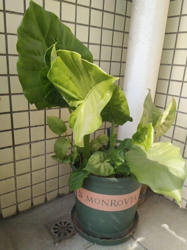 原来滴水观音就是海芋 夏季养护要走心 不然叶子越长越小 时候