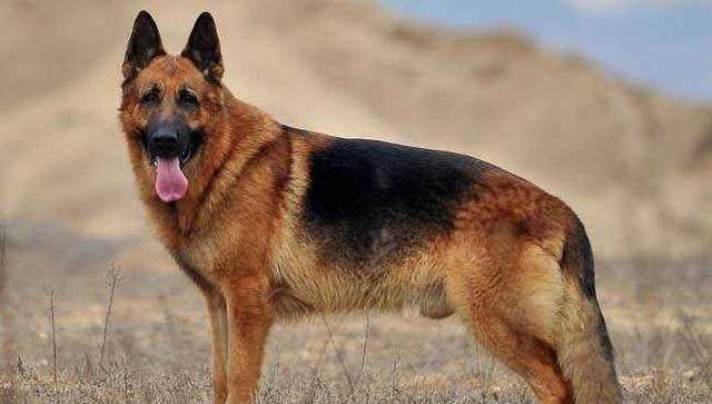 宠物狗的排名_宠物狗价格排名(2)