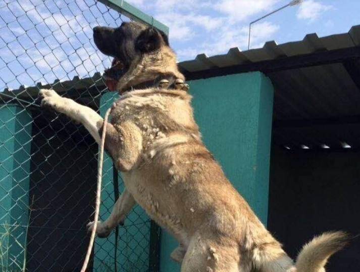 坎高犬世界上唯一被视为国宝的猛犬 等同中国的大熊猫