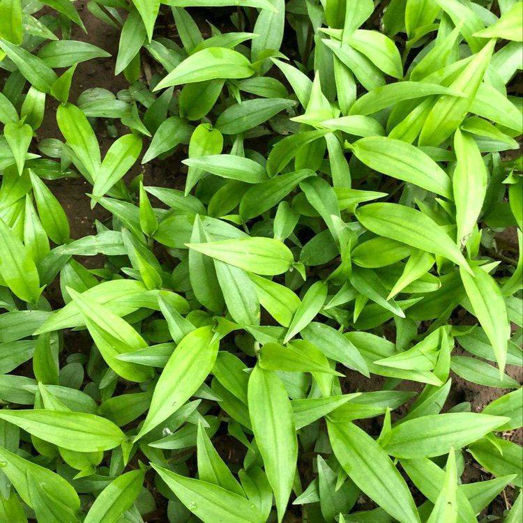 原创鸭跖草模样清新夏意浓开花小巧灵动养护简单不费事