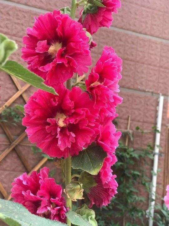 原创8种爆盆花越晒越热开花越多懒人也能养爆盆