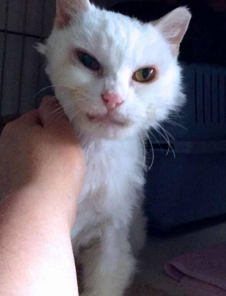 猫咪害怕人类吗 f27de794a62049e8a31a316902eccdf2.jpeg