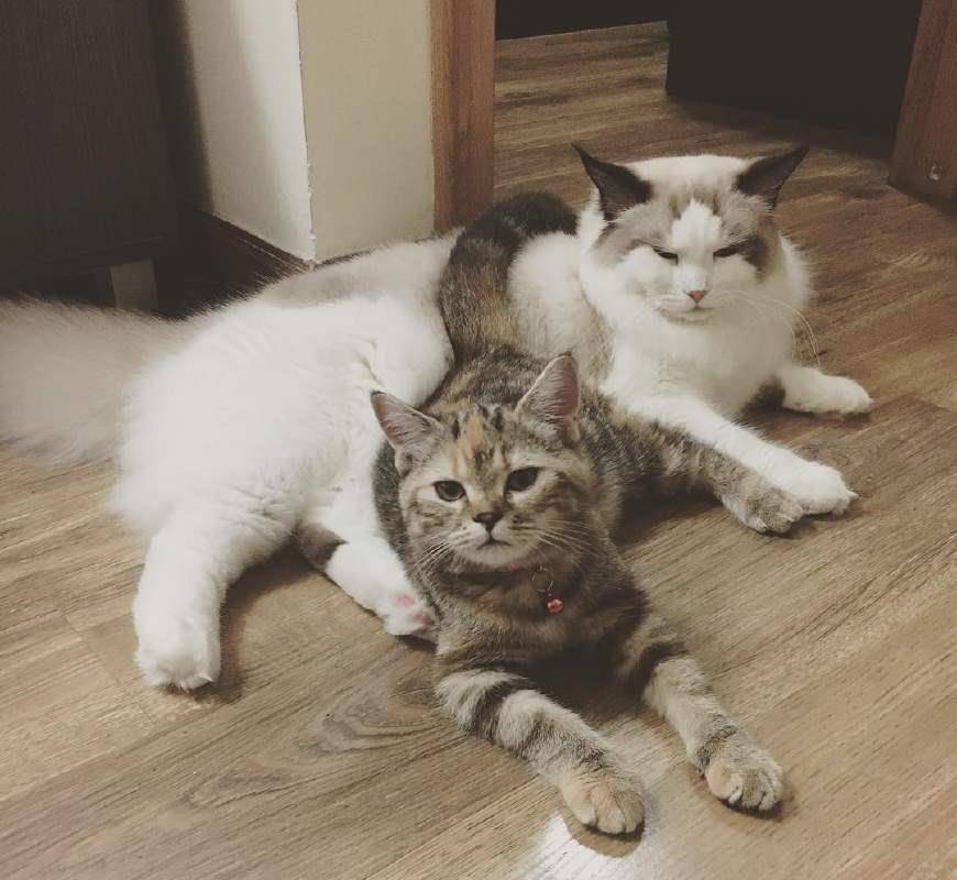 怎么看小猫是不是在打架 7cd957131cfb44b9b15d3bff4863c356.jpeg