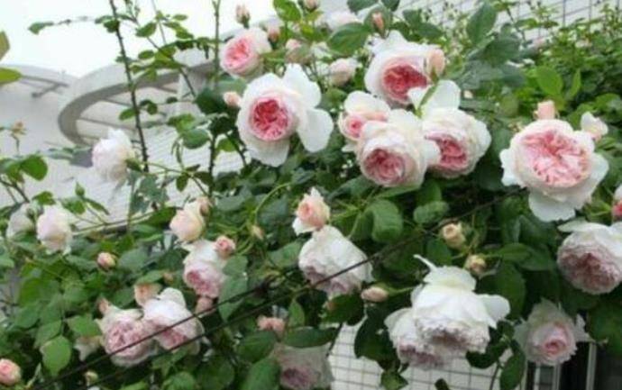 开花最大的月季花是哪个品种 9eda504e83c04996a1c8e387a311bc4e.jpeg