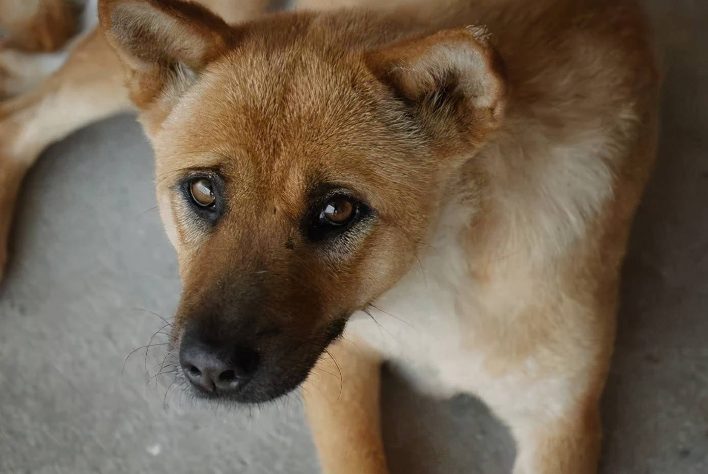 有人说土狗有几个神奇之处你听说过吗