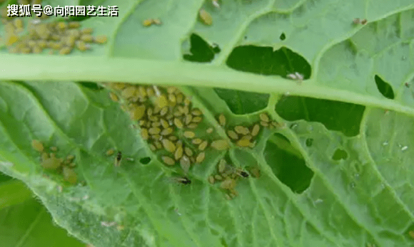 夏季养花 遇到小红虫 花盆直接丢到水桶里 浸盆杀虫最有效 药剂