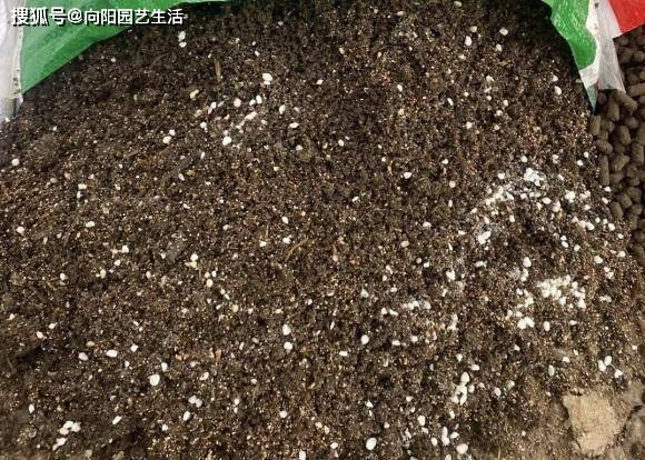 好的花土 满足这些条件 疏松 透气 营养 保水 方可养好花 根系