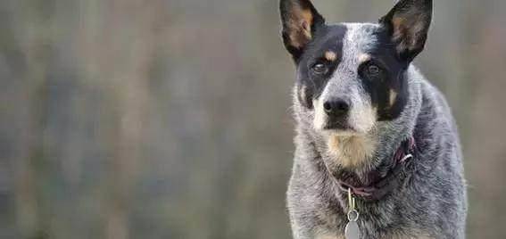 排名前十的狗_排名前十的狗狗品种