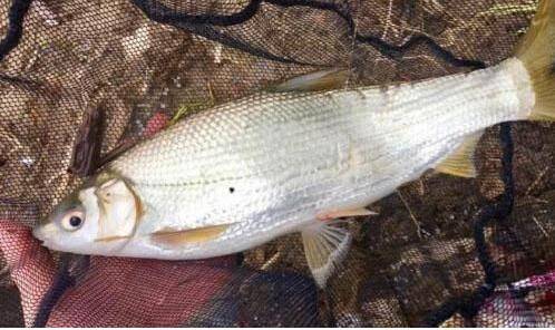 钓黄尾鯝鱼的技巧方法(饵料,窝料,钓位,钓法)