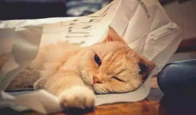 猫咪害怕时的动作 f7b1bb8cac144db381d17021bad55762.jpeg