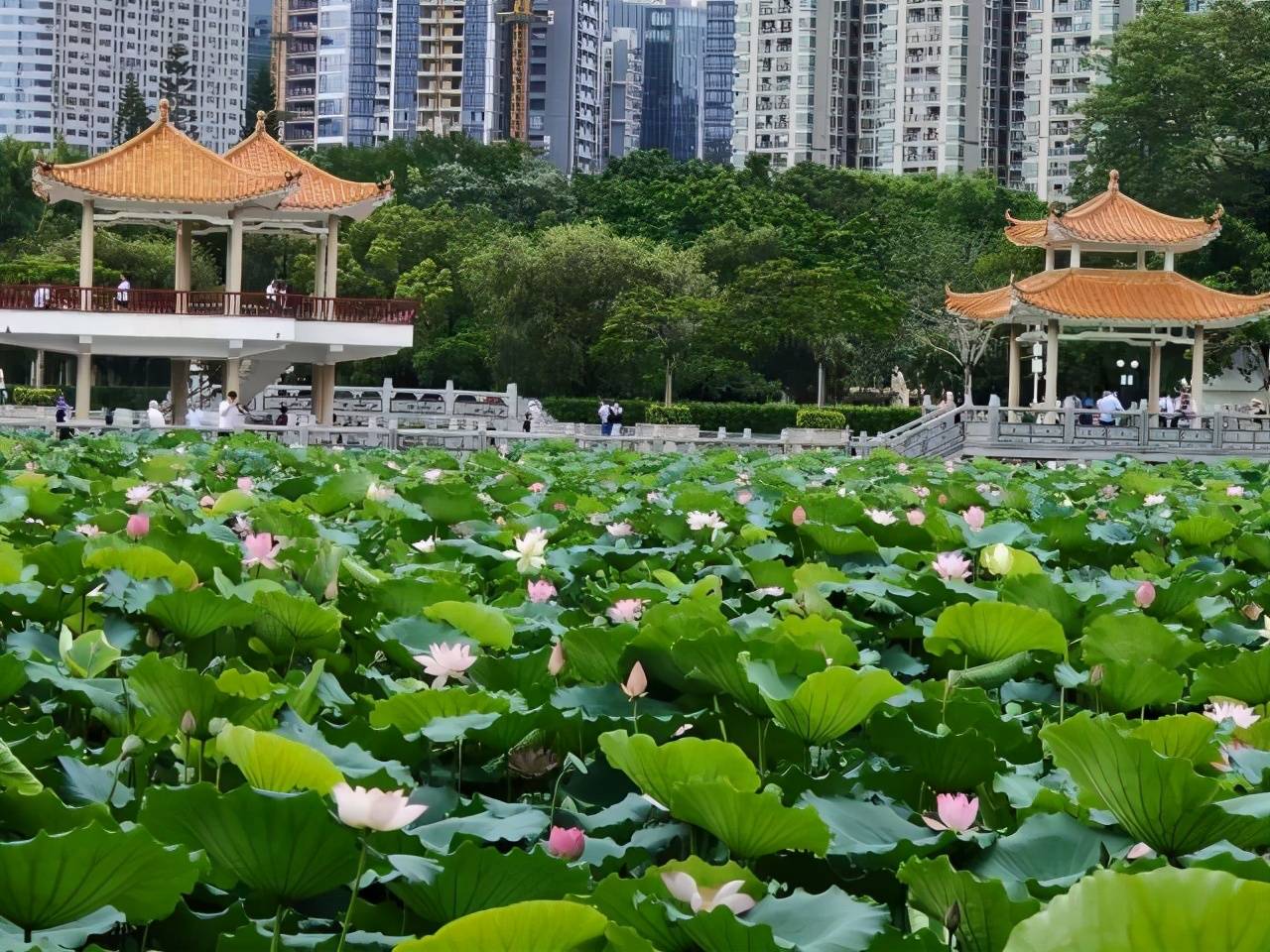 洪湖公园位于深圳市罗湖区闹市中心,交通非常便利,这里湖多,荷花品种